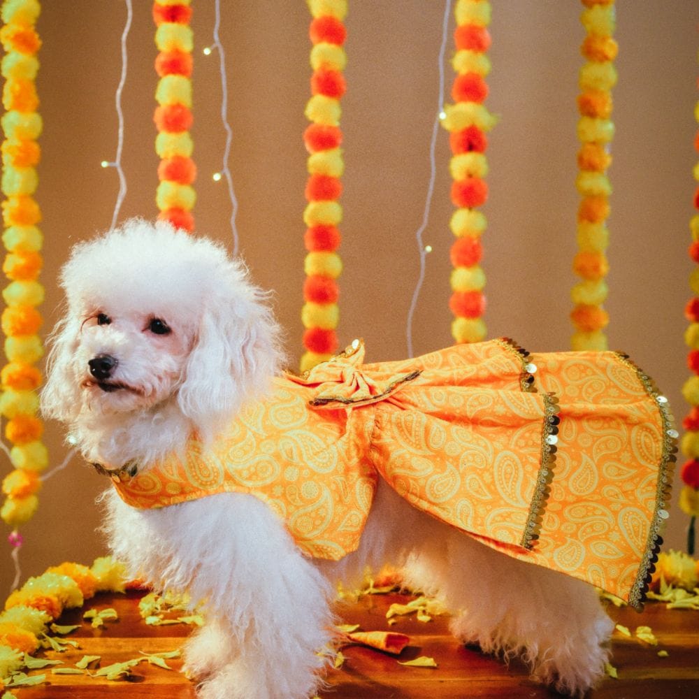 KESARIYA DOG LEHENGA