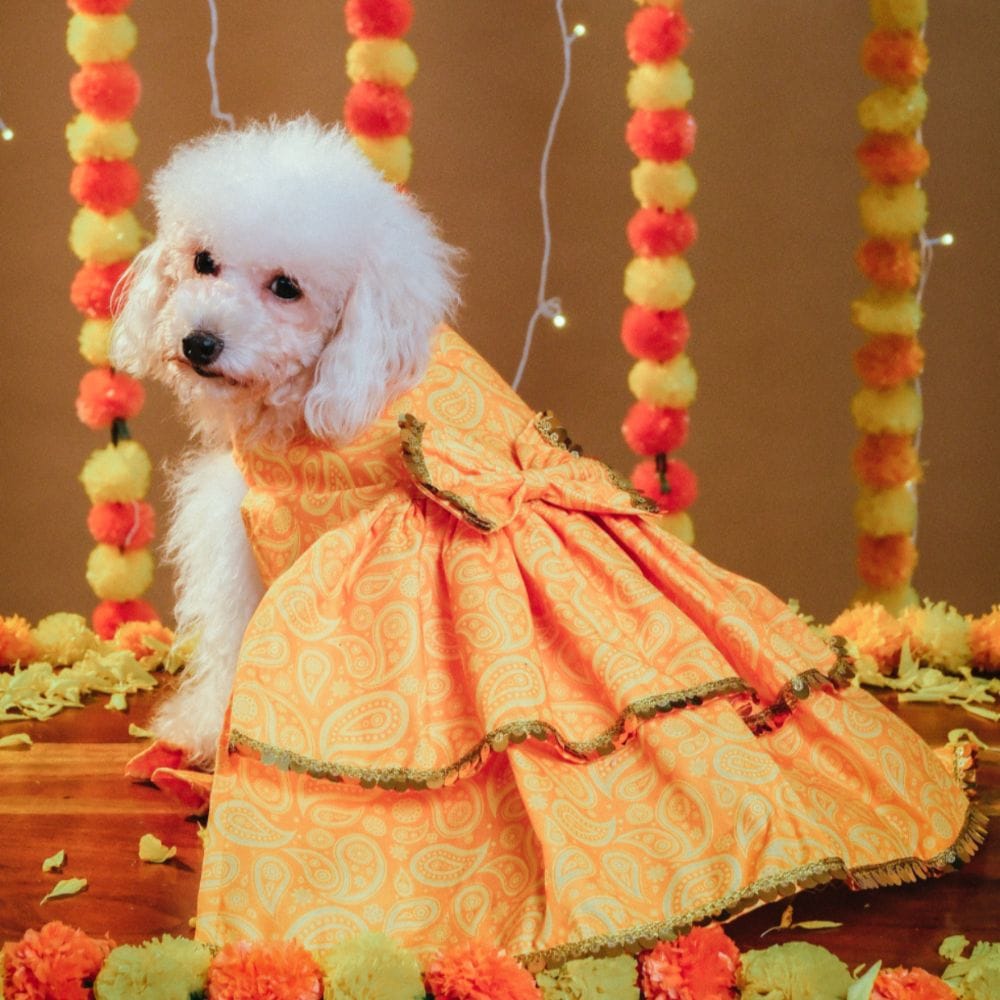 KESARIYA DOG LEHENGA