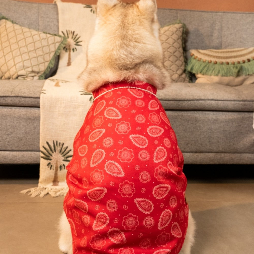 HEERA MOTI DOG KURTA