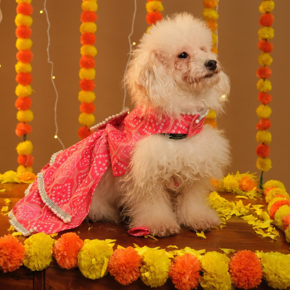 GULABO BANDHANI DOG LEHENGA