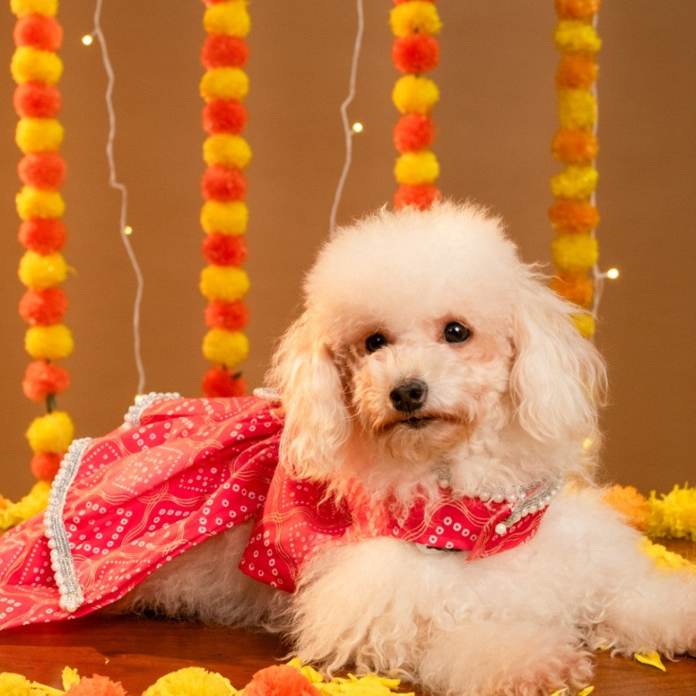 GULABO BANDHANI DOG LEHENGA