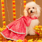 GULABO BANDHANI DOG LEHENGA