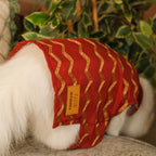 Jashn Crimson Red Cat Sherwani