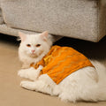Jashn Mustard Cat Sherwani
