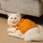 Jashn Mustard Cat Sherwani