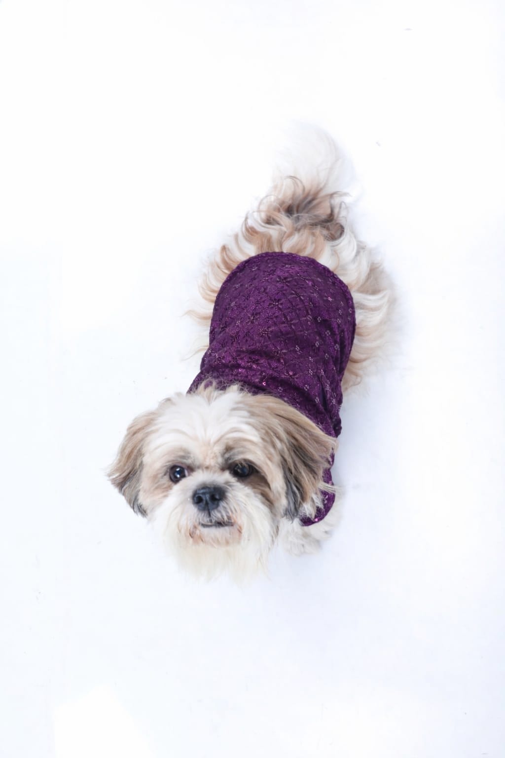 Purple Wine Dog Sherwani