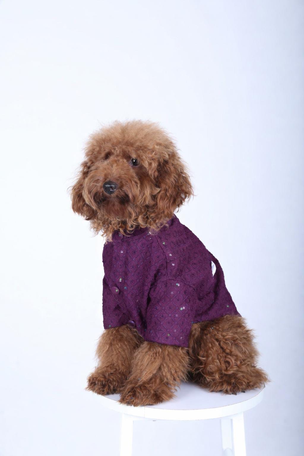 Purple Wine Dog Sherwani